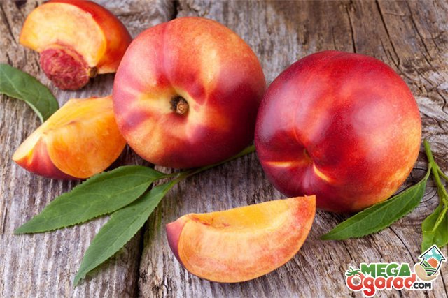 Рекомендации садоводу: как правильно выращивать персик на своем участке